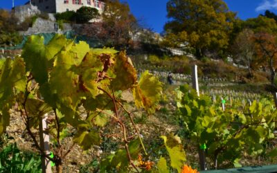 Bienvenue au château de Menthon