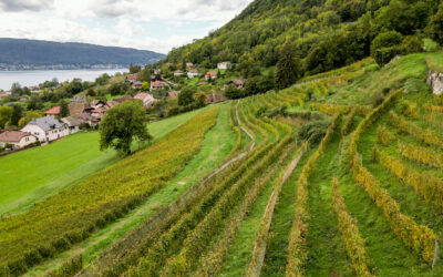 Notre nouvelle cuvée est disponible